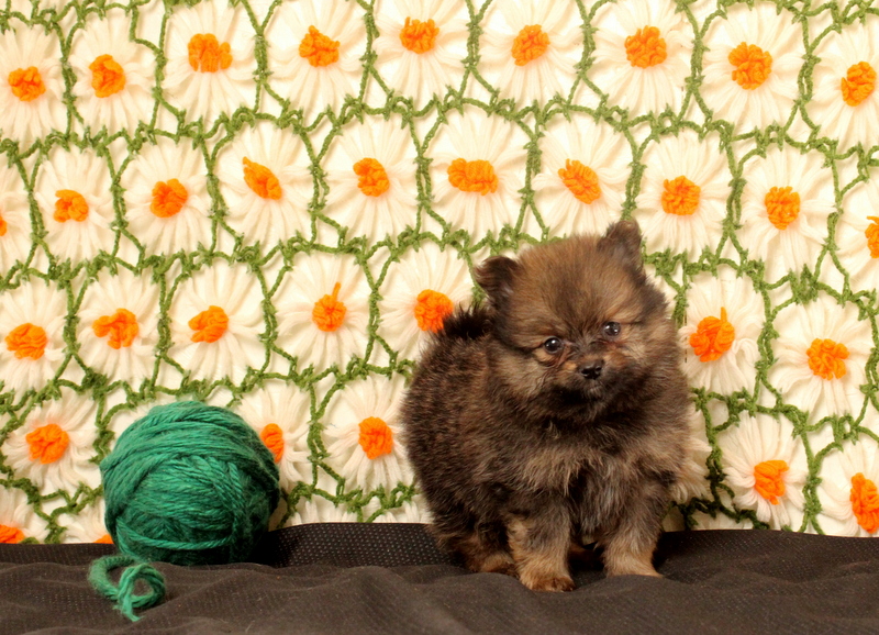 puppy, for, sale, Pomeranian, Matthew B. Stoltzfus, dog, breeder, Gap, PA, dog-breeder, puppy-for-sale, forsale, nearby, find, puppyfind, locator, puppylocator, aca